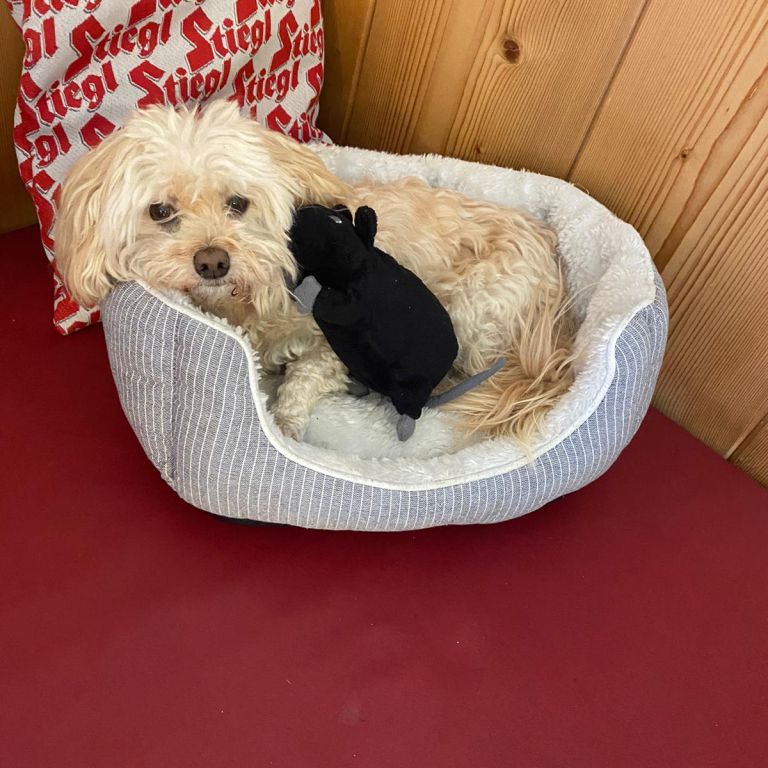 Urlaub mit Hund in den Birnbaum Chalets